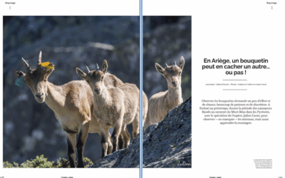 Les bouquetins ariégeois sont dans Touleco le Mag