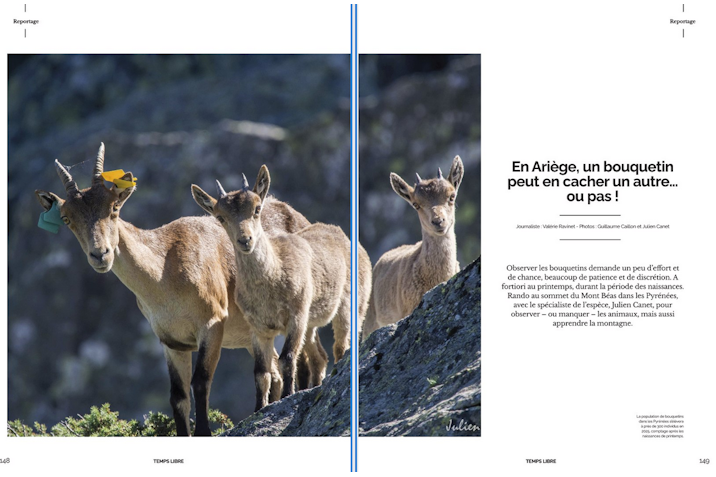 Bouquetin Dans Touleco Les bouquetins ariégeois sont dans Touleco le Mag